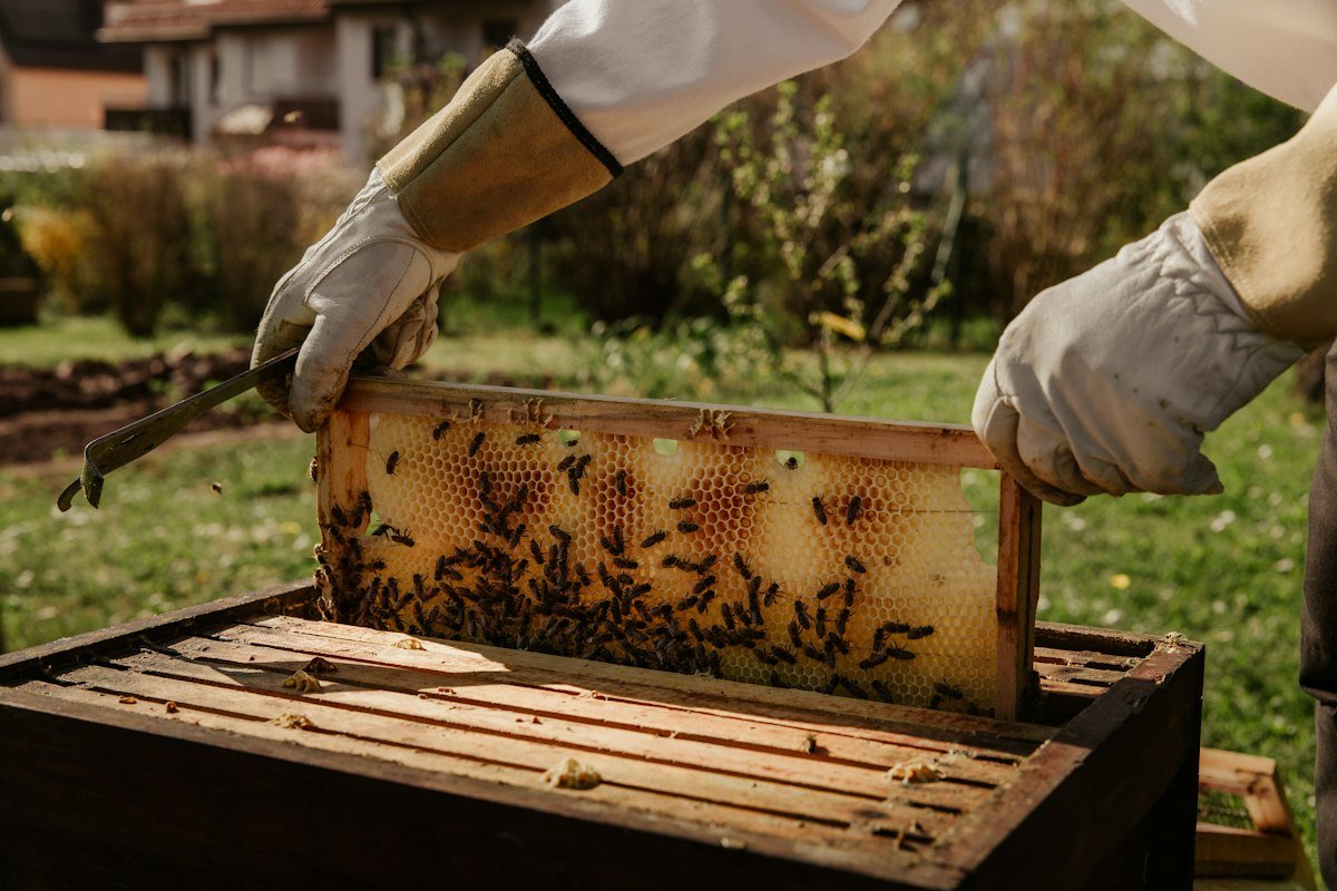 Beekeeper holding a honeycomb frame