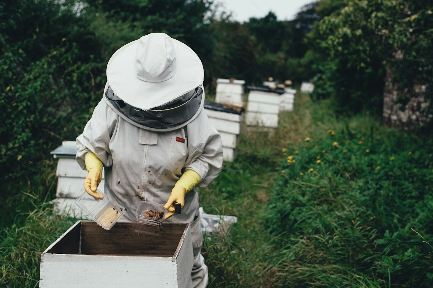 Beekeeper at the hives